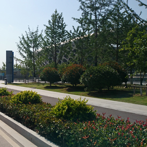 徐州市奥体中心周边三条道路绿化景观工程